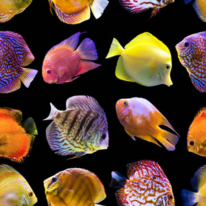 无缝图案。黑色背景上的多色鱼类。关于自然，艺术，动物，海洋，鱼类的网站。