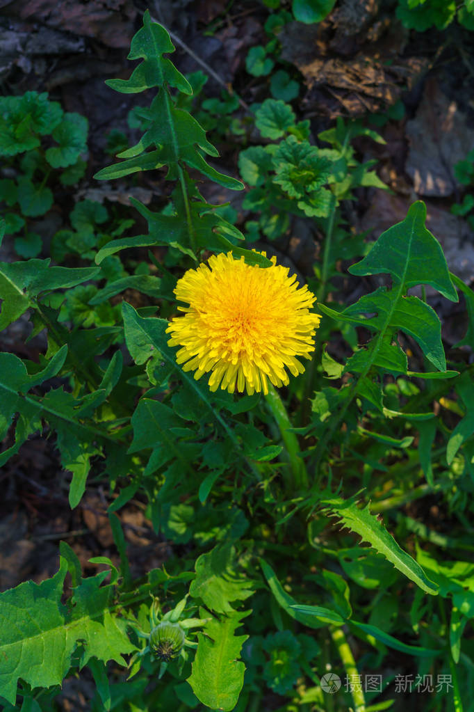 黄色蒲公英绿春草甸背景上鲜艳的花蒲公英