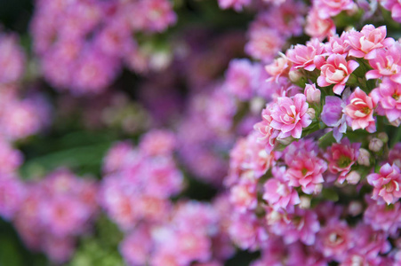 花背景Kalanchoe花.