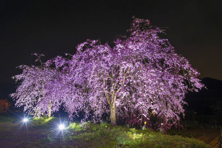 夜晚在日本花园盛开的樱花花树