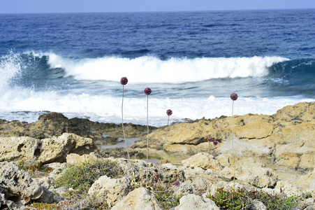 海岸海域。狂野的海滩。覆盖稀疏山地植被的天然岩层..夏天在岛上岩石海岸冲浪。