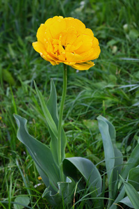 在草地特写的花坛上的一朵黄色郁金香