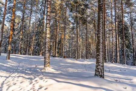 松树林晴朗的冬日，背景乡村和平与和谐的概念