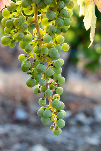 农场里的绿色葡萄，傍晚的阳光，托斯卡纳