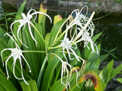 花园里的观赏植物