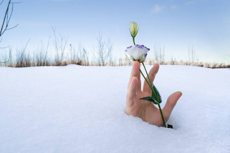 一只手握着雪下的春花