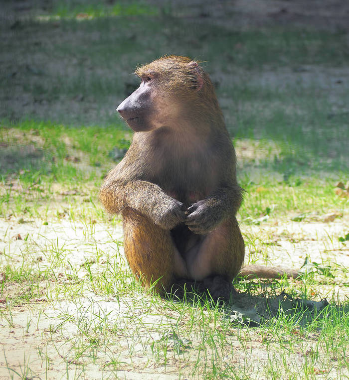 猴子坐在绿草旁