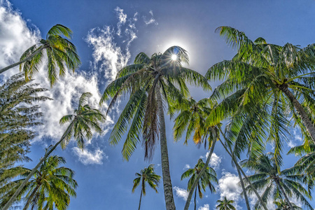 波利尼西亚椰子棕榈树的细节