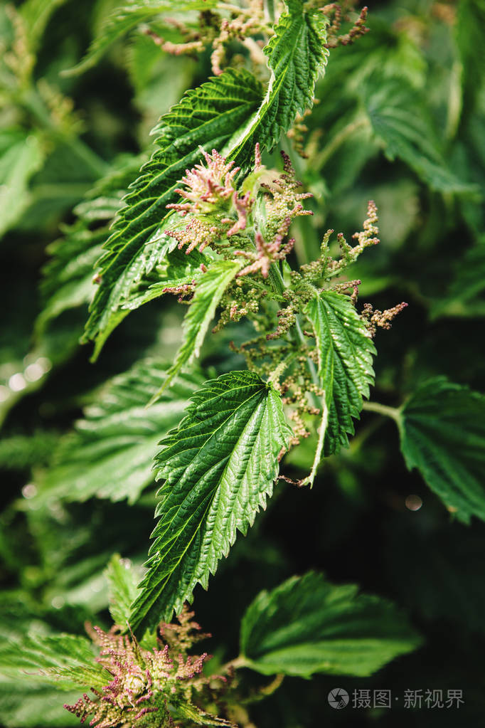 多汁荨麻的垂直特写镜头.杂草有用的特性