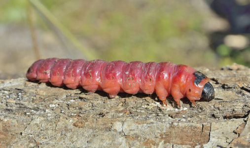 飞蛾毛毛虫特写镜头图片