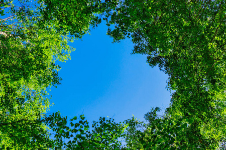 绿色桦树叶和蓝色的夏日天空