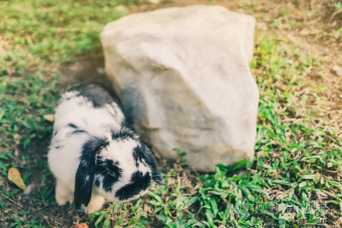 可爱的兔子下午休息