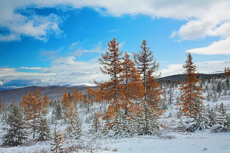 阿尔泰山上的风景，秋天的第一场雪覆盖着黄色的落叶松。