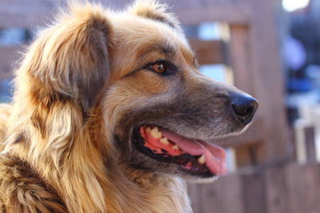 肖像年轻美丽快乐的狗。