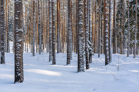 松树林中阳光明媚的冬日，乡村和平与和谐的抽象背景概念