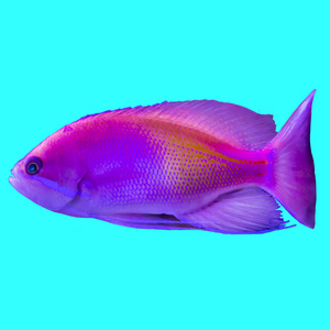 来自印度洋的红色热带鱼。 蓝色背景上的孤立照片。 关于海洋中自然水族馆鱼类生活的网站。