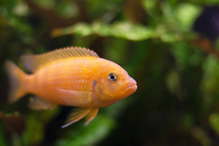 肯伊·西克利德·梅兰迪亚·隆巴多里水族馆鱼照片-正版商用图片18hxgo-摄 
