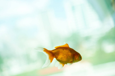 五颜六色的鱼在水族馆里游泳