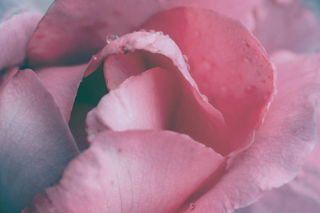粉红色玫瑰特写可用作婚礼背景。 软模糊焦点。 在萨皮亚，老式粉彩色调