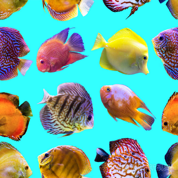 蓝色背景上的多种颜色的鱼. 关于自然艺术动物海鱼的网站.