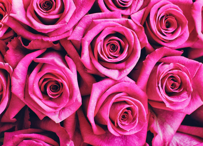 美丽的粉红色玫瑰背景特写