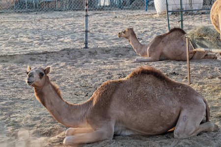 中午休息一群骆驼在阿布扎比的沙漠里休息. 阿联酋照片
