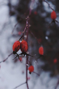 雪中的红色冬季浆果山楂