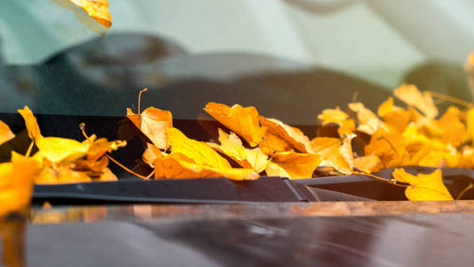 秋天，玻璃和黑色汽车的引擎盖上落叶。