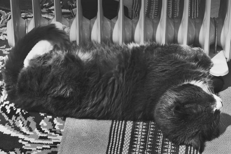 猫躺在散热器附近