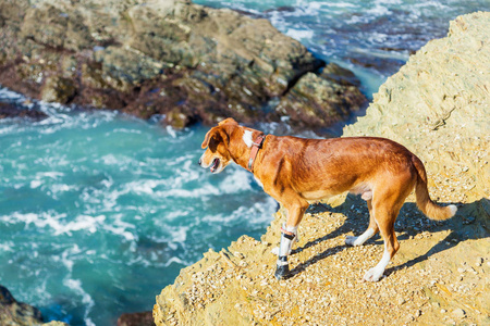 狗从高岩石上看着狂风暴雨的海洋