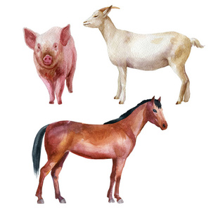 农场马猪山羊摄影图