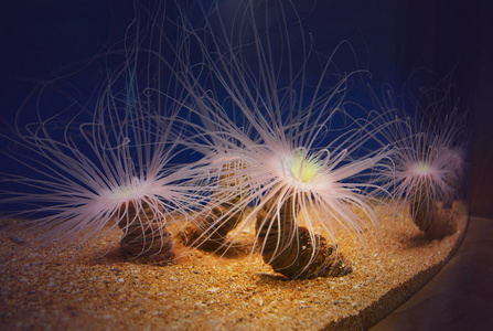 水族馆里的珊瑚礁活珊瑚