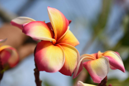 花园里五颜六色的花。梅花盛开..美丽的花朵在花园里绽放在夏天。正式花园