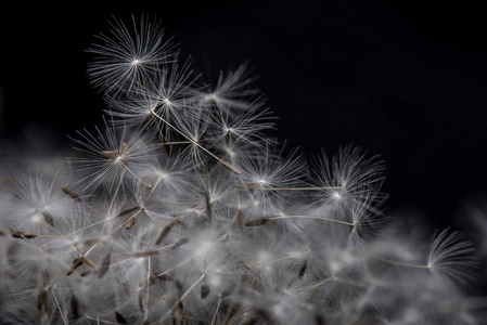 黑色背景上的许多蒲公英种子。多蒲公英种子，特写花羽..