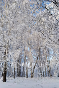 白雪公主森林覆盖着海霜