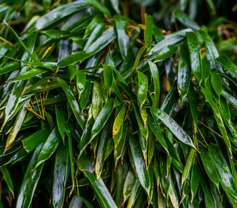湿绿竹叶宏观特写，日本园林，自然背景图案