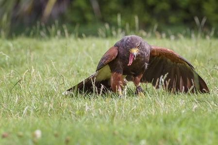 s hawk, Parabuteo unicinctus, baywinged hawk or dusky hawk, a m