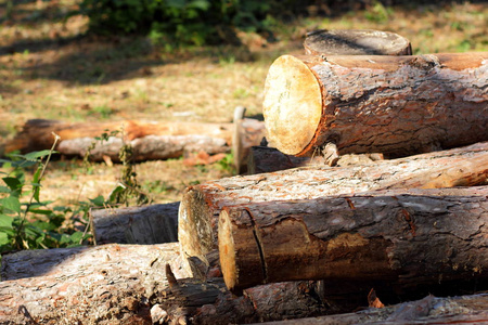 树木和树皮的锯木。森林砍伐问题和环境问题。森林里有松木