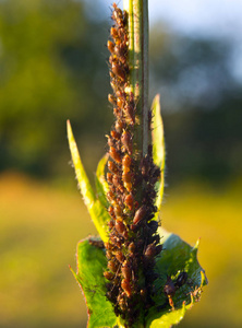 蚜虫发育植物的一个幼枝。