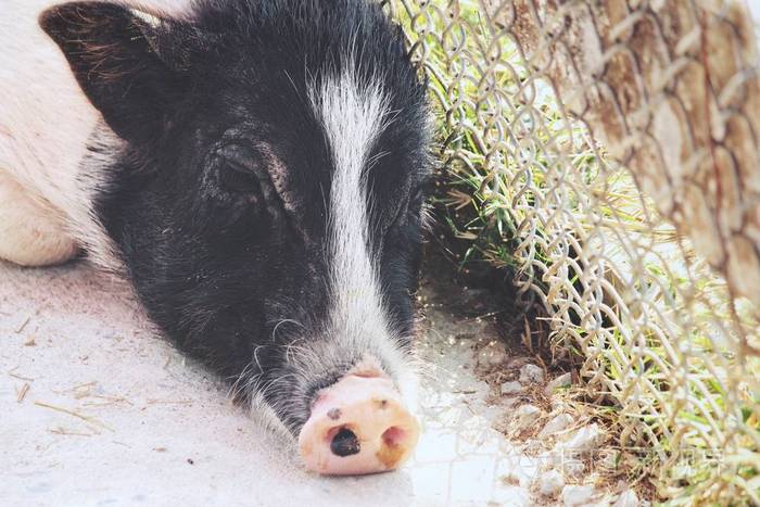 小猪黑白相间