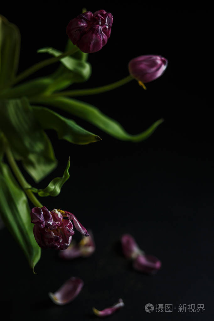 黑色抑郁背景上枯萎的郁金香花束. 在黑暗的背景上落下的郁金香花瓣.