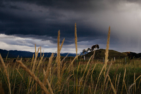 雨天在冰岛田野里的马