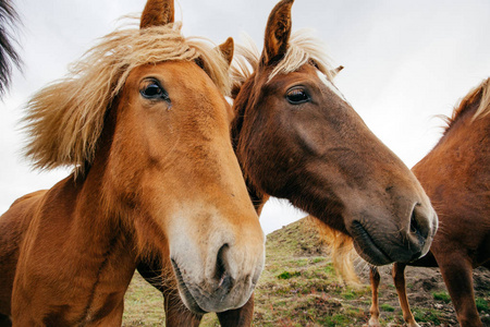 冰岛刮风天气里有趣的马