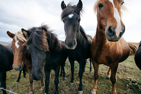 冰岛刮风天气里有趣的马