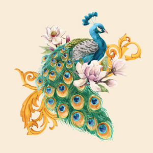 水彩画孔雀矢量插图照片