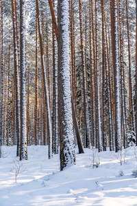 松树林中阳光明媚的冬日，乡村和平与和谐的抽象背景概念