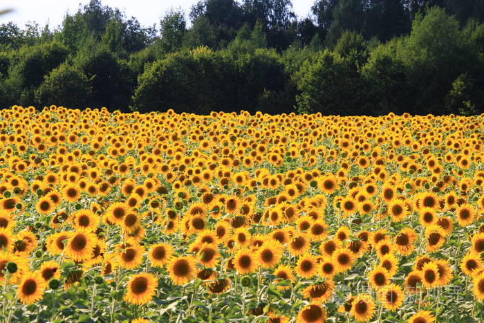 俄罗斯楚瓦夏地区向日葵的景观