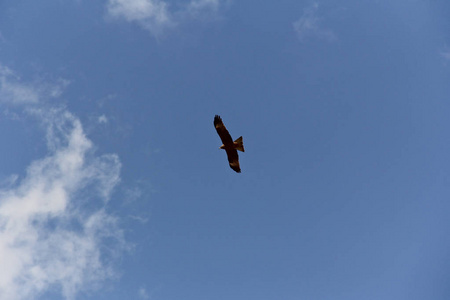蓝天鹰图片