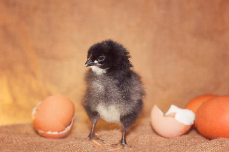 从鸡蛋中孵化出来的黑色小鸡照片