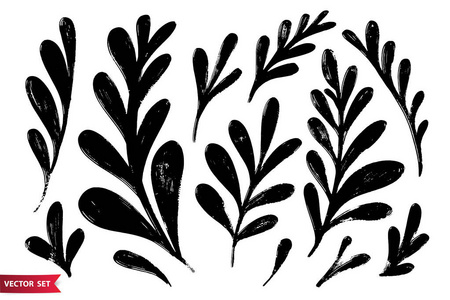 矢量套墨画草本小穗单色艺术植物学插图分离花卉元素手绘插图